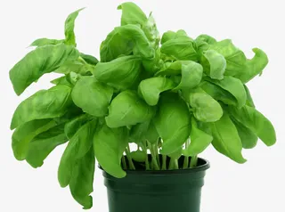 办公室盆栽免抠