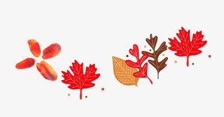 秋天枫叶免抠