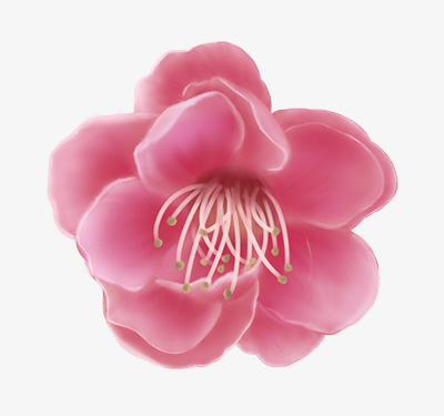 桃花免抠