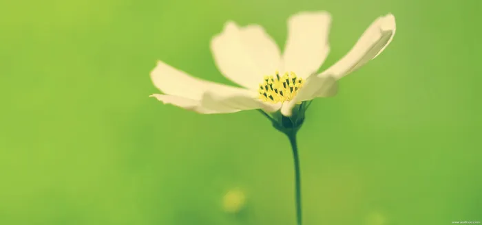 花草高清