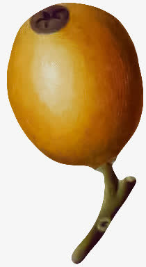 棕色枇杷免抠
