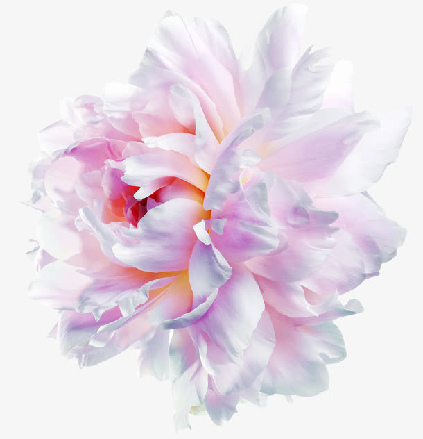 盛开的花朵免抠