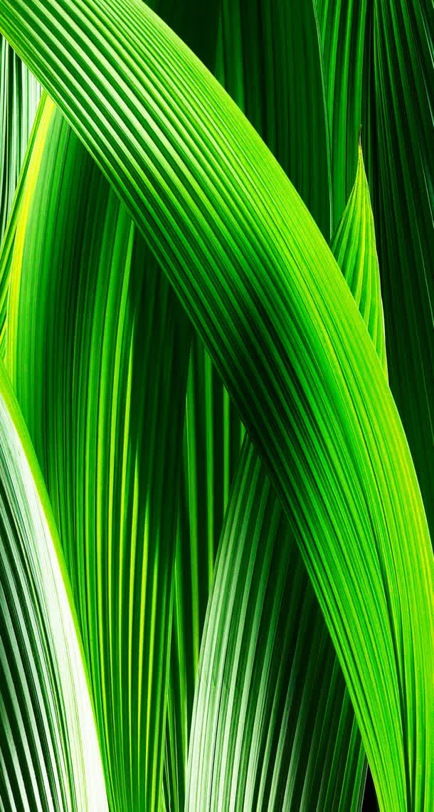 绿色高清植物叶子纹理免抠