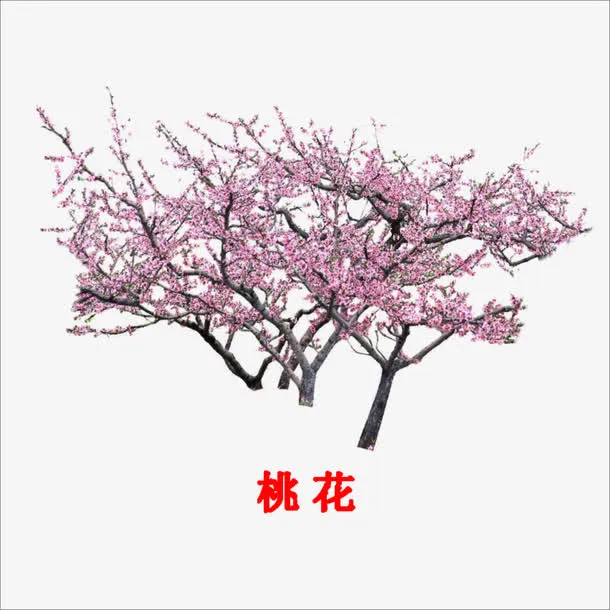 桃花免抠