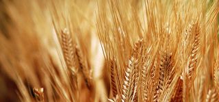 秋冬唯美金黄色麦子海报banner高清