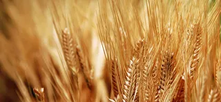 秋冬唯美金黄色麦子海报banner高清