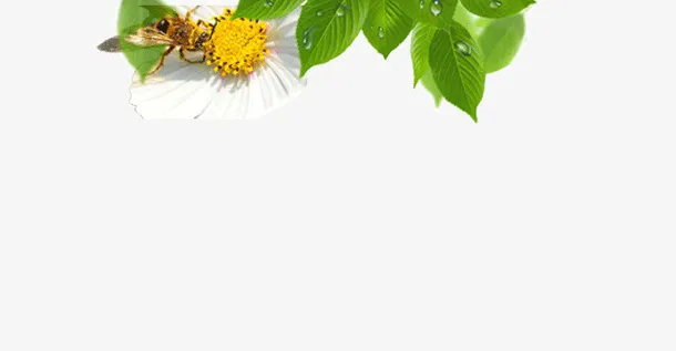 采花蜜的蜜蜂免抠