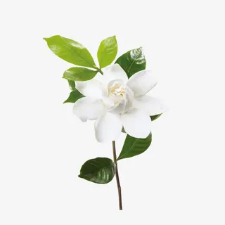 白色山茶花免抠 白色山茶花免抠