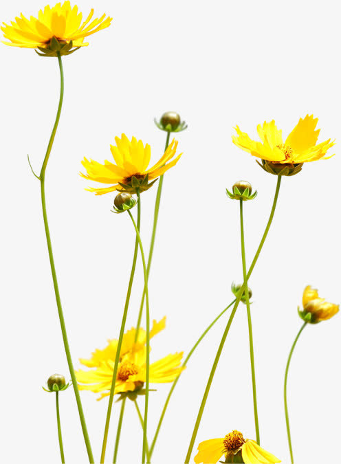 黄色春天植物花朵盛开免抠