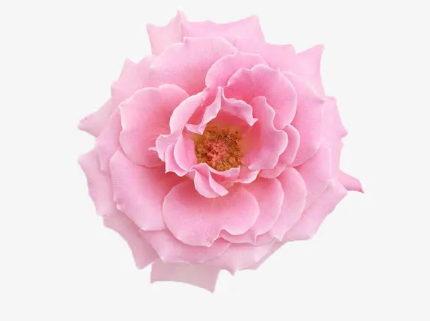 绽放的山茶花免抠