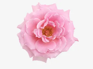 绽放的山茶花免抠