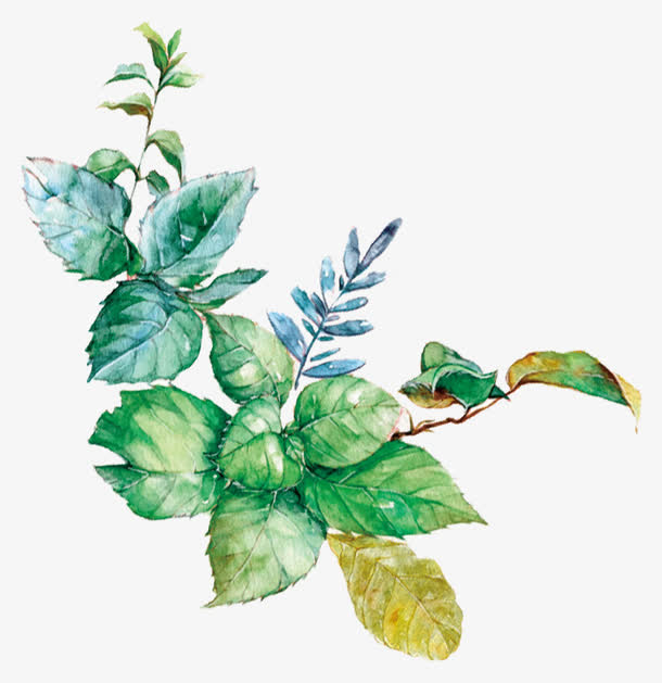 水彩绘薄荷叶子免抠