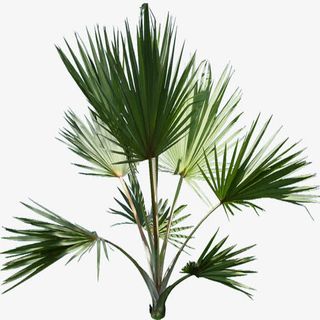 墨绿色植物PNG免抠透明背景