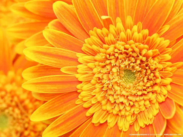 花朵菊花花瓣花蕊免抠