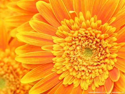 花朵菊花花瓣花蕊免抠 花朵菊花花瓣花蕊免抠