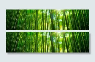 清新竹林背景高清