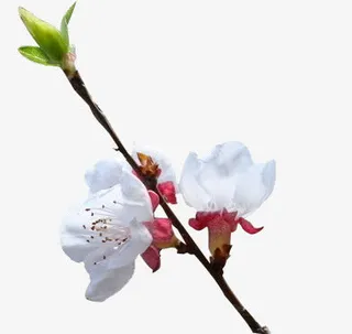 杏花花苞的中国风素材漂浮古风素免抠