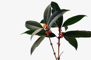 品种有金桂免抠