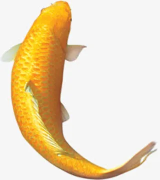 鲤鱼黄色游动图片免抠