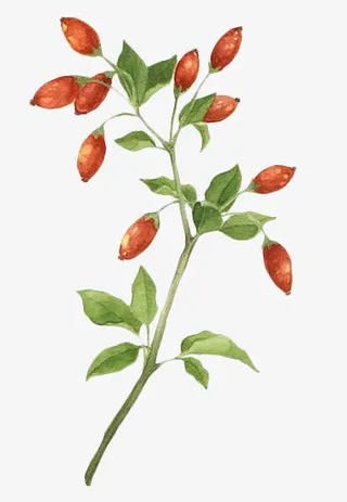 枸杞手绘装饰免抠