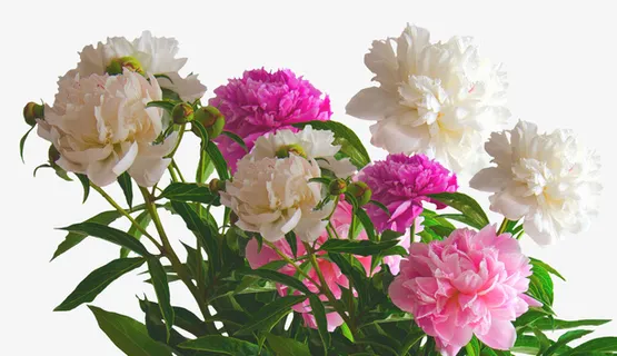 花球  花  花环  牡丹免抠