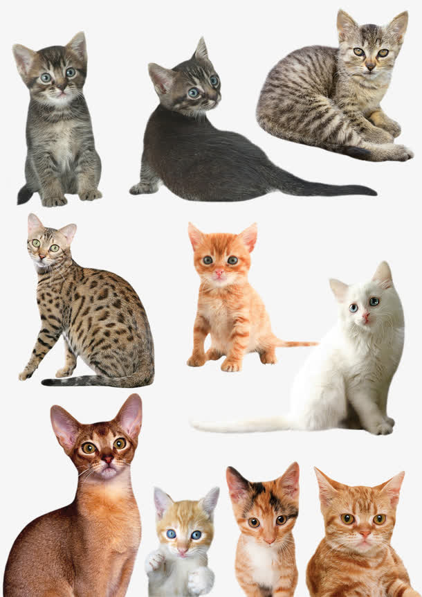 手绘动物素材动物 各种猫免抠