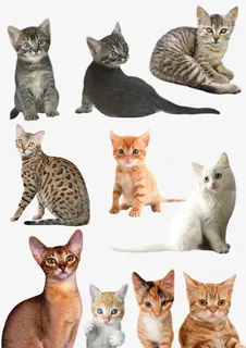 手绘动物素材动物 各种猫免抠