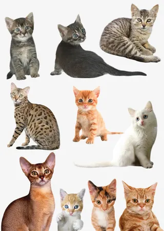 手绘动物素材动物 各种猫免抠