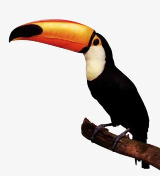 站在树枝上的大嘴鸟免抠