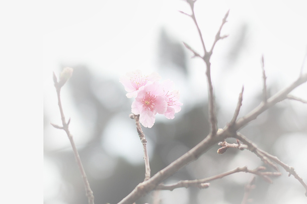 春天 草地 桃花 梨花 渐变透明元素21免抠背景场景背景元素