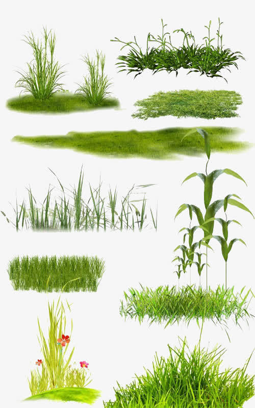 花草绿叶植物免抠