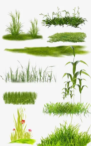 花草绿叶植物免抠