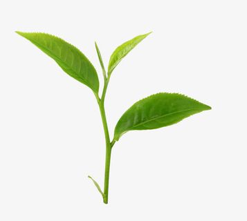 春茶高清素材免抠装饰植物元素