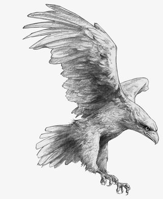 手绘雄鹰免抠