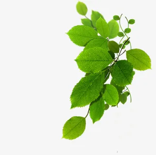 一枝绿色的小树叶免抠动植物植物元素 一枝绿色的小树叶免抠动植物植物元素