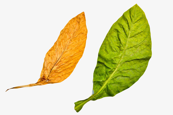 棕绿色带褶皱的干烟叶实物免抠