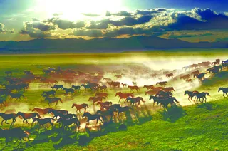 草原马群背景素材高清