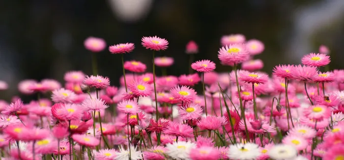 粉色清新花草背景高清