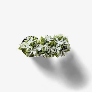 白色小花盆栽免抠