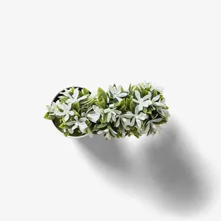 白色小花盆栽免抠