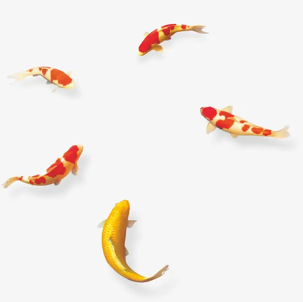 锦鲤免抠