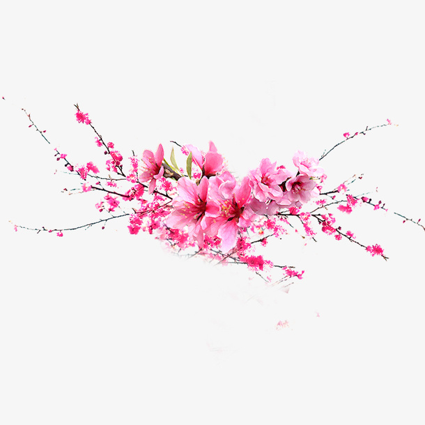 粉色桃花免抠
