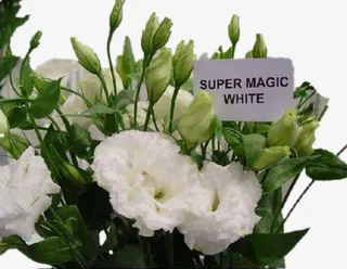 康乃馨花瓣花朵免抠