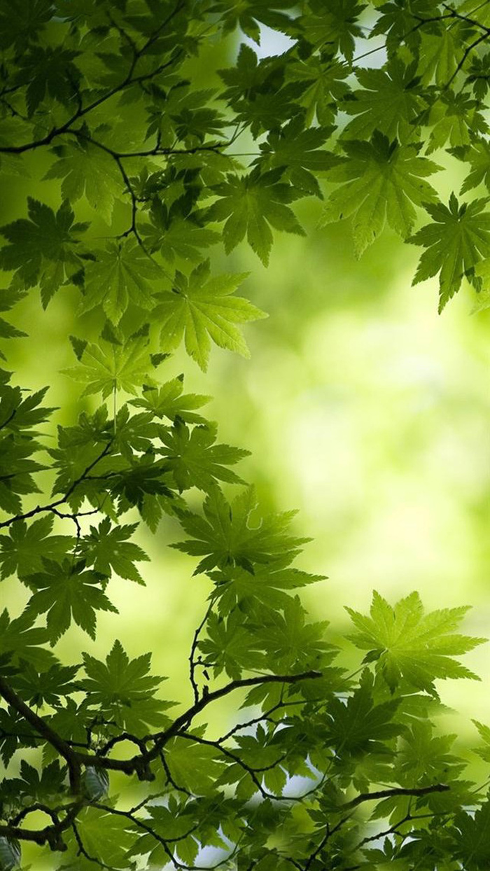 唯美绿色枫叶H5背景高清