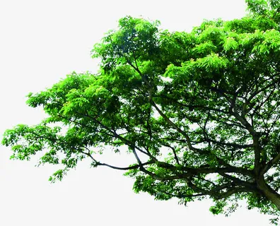盛夏的大树免抠 盛夏的大树免抠
