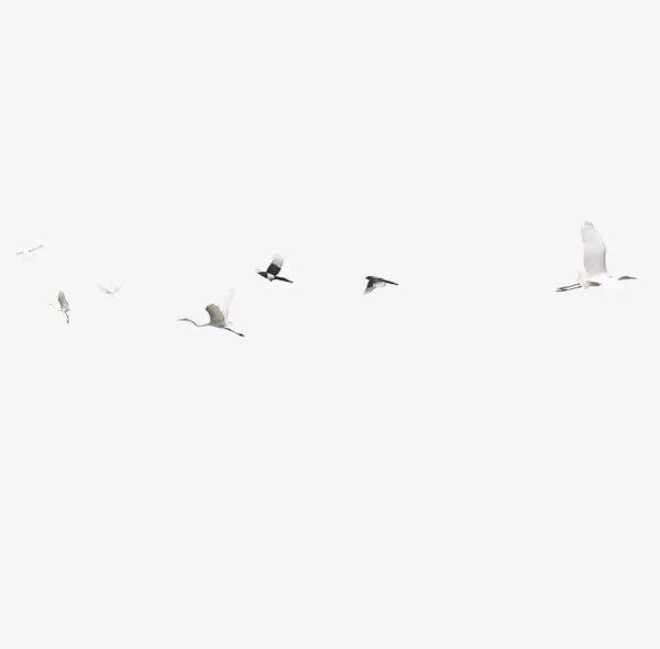 白鹤群（远景）免抠