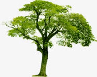 绿色树木唯美风景免抠