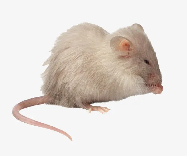 白色小老鼠免抠