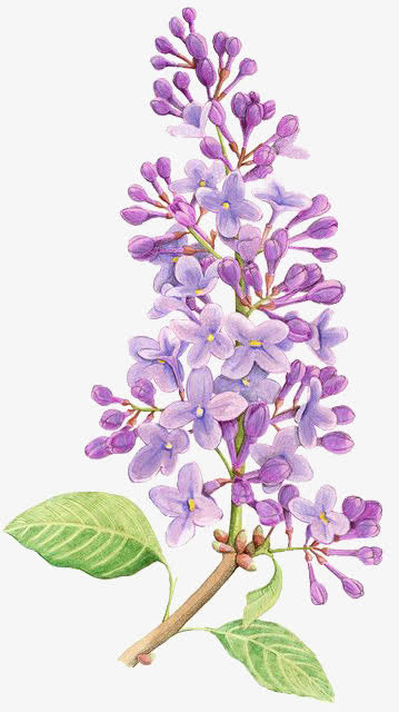 鲜花免抠