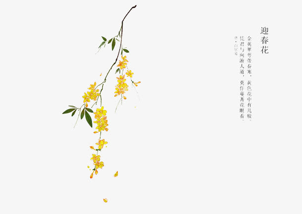 手绘花卉免抠